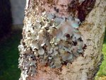 1er Lichen