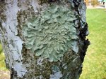 2ème Lichen