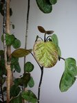 polyscias scutellaria fabian