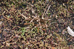DSC01497s.jpg