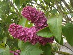 Plante 1:<br />1er lilas