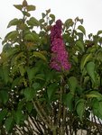 1er lilas (bis)