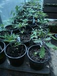 les tomates en gros pot prennent du volume.jpg