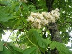 Plante 2:<br />Marronnier