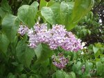 Plante 3:<br />2ème lilas