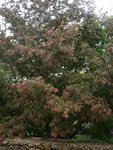 Plante 4