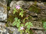 Plante 5