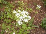 Plante 1