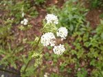 Plante 1:<br />Bis