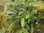 Plante 2