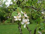 Plante 3:<br />Pommier