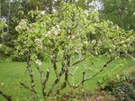 Plante 3:<br />Pommier bis