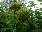 Plante 4