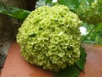 Plante 4:<br />Bis