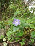 Plante 1