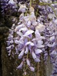 Plante 4:<br />Glycine