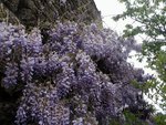 Plante 4:<br />Glycine bis