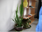 Plante entière.png