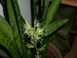 Fleur ouverte (le soir).png