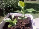 limettier ou citronnier je sais pas<br />qui a 2 mois environ p'tétre un peu plus dailleur si quelqu'un peu m'aider pour savoir si si c'est un citronnier ou un limmetier sa m'aiderai merci