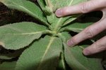 Insertion de la feuille sur la tige de la plante verte claire