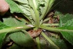 Insertion de la plante verte foncée
