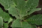 Détail coeur de la plante verte foncée