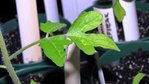 première feuille plant de tomate ondule avec début décoloration