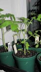plant de tomate feuilles du haut ramolies
