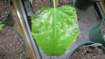 première vrai feuille malade plant de concombre #1