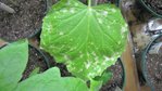 première vrai feuille malade plant de concombre #2