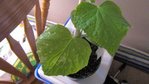 plant de concombre: première vrai feuille malade, deuxième vrai feuille pas encore attaquée.