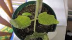 plant de tomate: feuille entrain de sécher