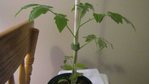 plant de tomate: première et deuxième feuilles décoloré commence à sécher, feuille du haut commence à ramolir