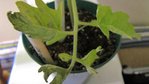 plant de tomate: feuille verte avec zone comme séchée