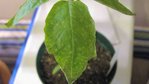 plant de tomate: feuille verte avec petites taches jaune