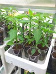28042012 piments.jpg