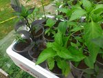 28042012 piments 2.jpg