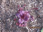 2012-04-27 heu. 3X dte.jpg