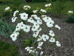 cornus eddys white wonder 17 04 07.jpg