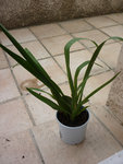 Et la plante dans son ensemble :)
