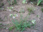 jardinou 008.1.jpg