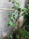 Rosier