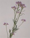 fleur.jpg