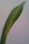 IMAG0134.jpg