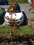 photinia 1.JPG