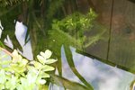 Toutes les plantes avaient été nettoyées il y a moins d'un mois.