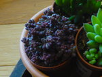 2012_04290108.JPG