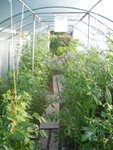 jardin le 4-07-2011 007.jpg