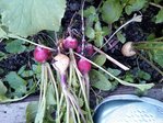 IMG_20120430_110332.jpg